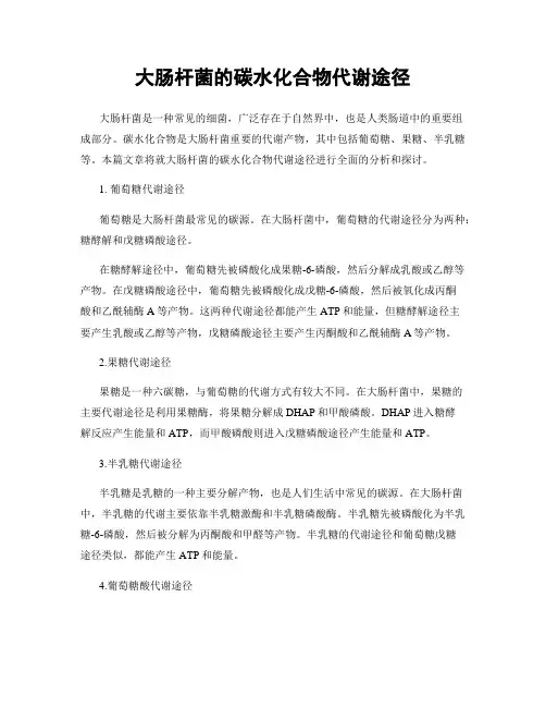 大肠杆菌的碳水化合物代谢途径