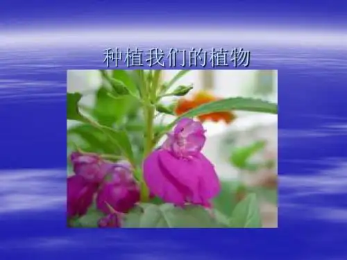 12种植我们的植物32P