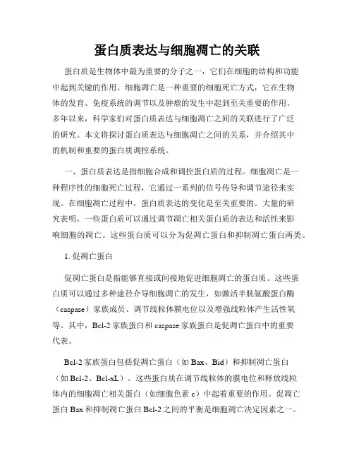 蛋白质表达与细胞凋亡的关联