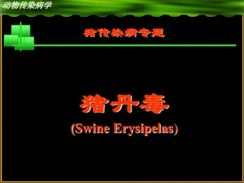 动物医学课件：猪丹毒