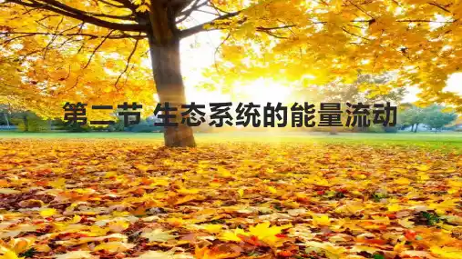 高中生物选择性必修二：能量流动 课件