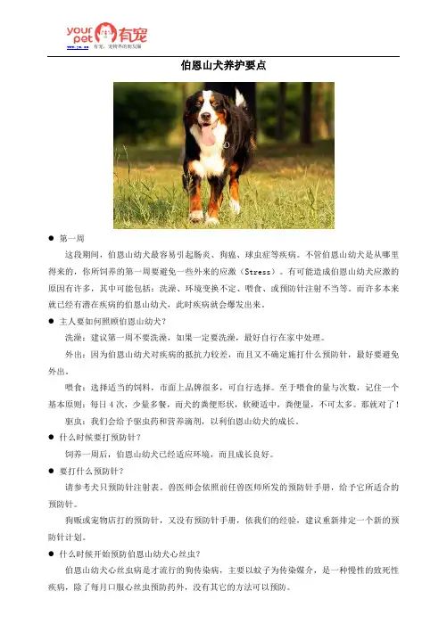 伯恩山犬养护要点-有宠分享