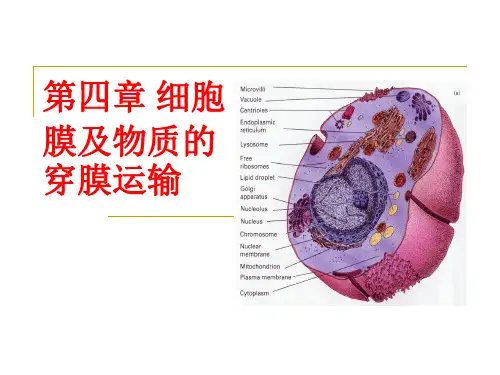 细胞膜与物质的穿膜运输