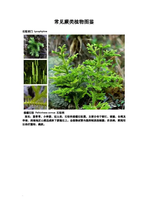 常见蕨类植物图鉴