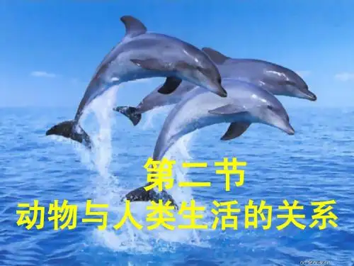 动物与人类生活的关系