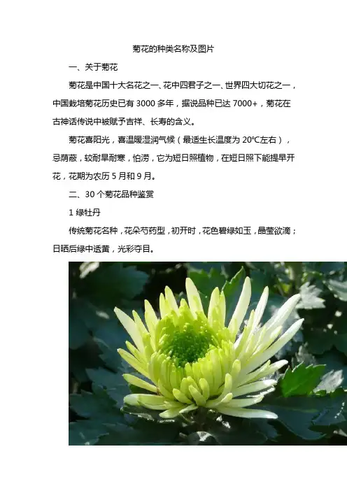 菊花的种类名称及图片