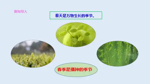 种番茄课件共19张