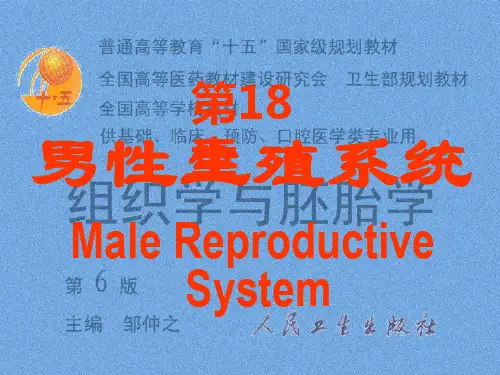 男性生殖系统