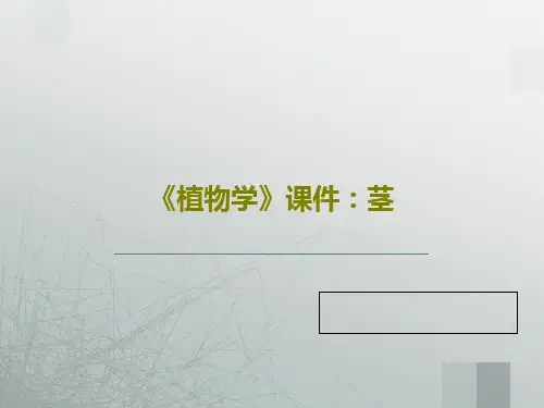 《植物学》课件：茎PPT65页