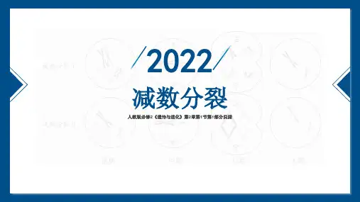《减数分裂》说课ppt