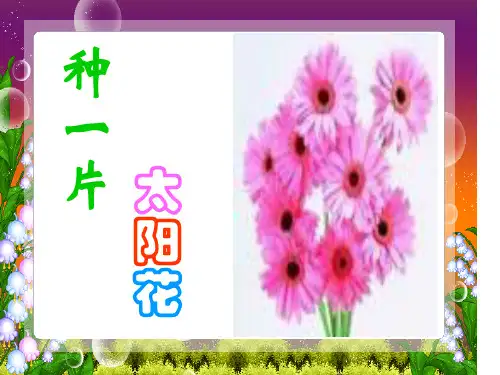种一片太阳花 优质课件