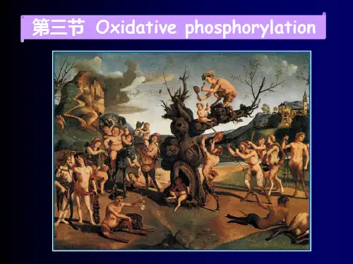氧化磷酸化的机理.ppt