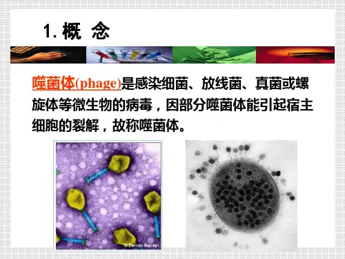 143.1噬菌体的定义及特点