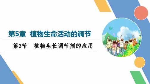 【高中生物】2023-2024学年 人教版  选择性必修一  植物生长调节剂的应用 课件
