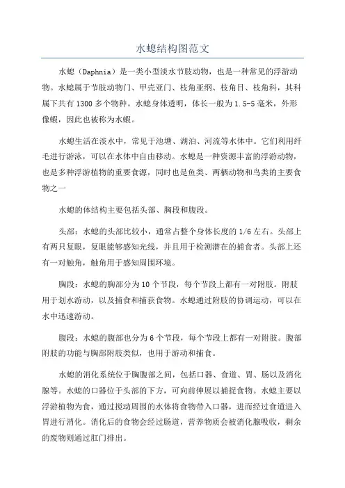 水螅结构图范文