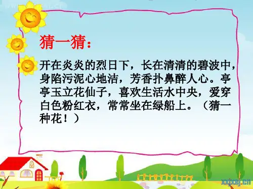 3.荷花PPT课件