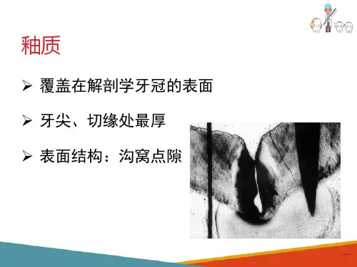 牙体组织—釉质(口腔组织病理学课件)