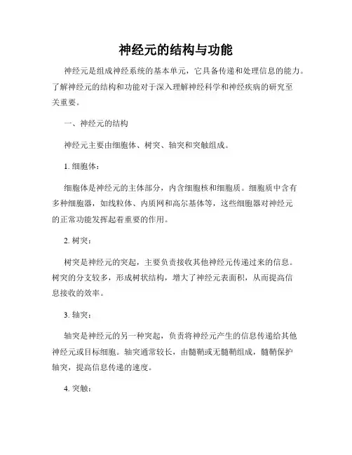 神经元的结构与功能