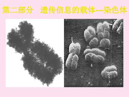 分子遗传学课件染色体