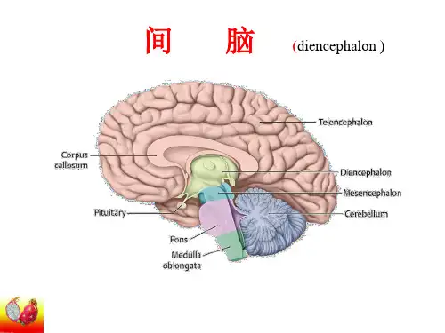间脑结构-解剖学