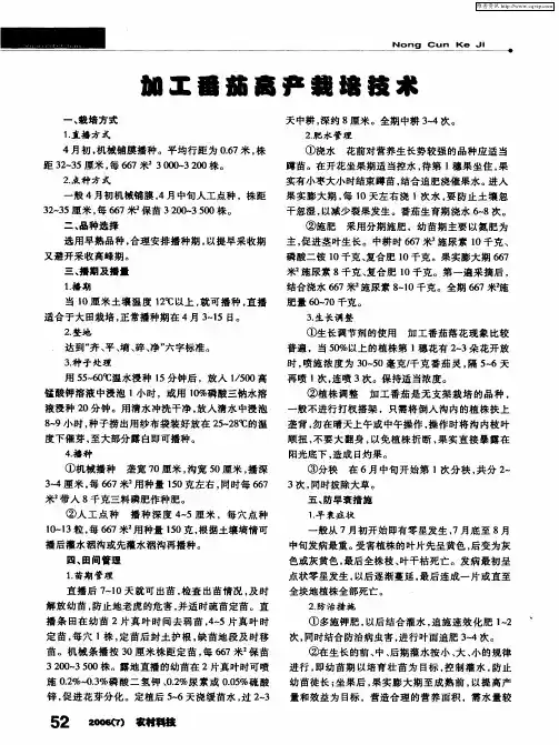 加工番茄高产栽培技术
