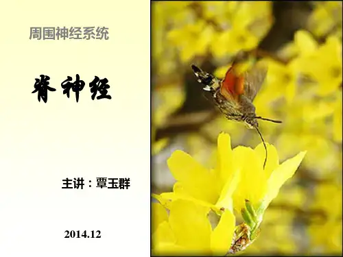 脊神经
