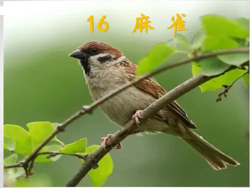 四年级上册语文课件-16+麻雀+部编版+(共31张PPT)