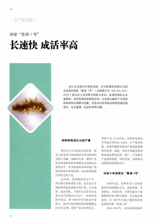 刺参“鲁海1号” 长速快 成活率高