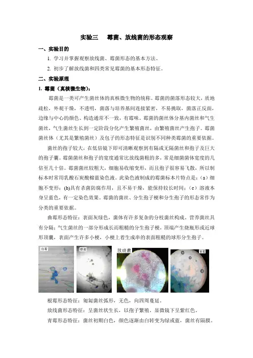 3.霉菌、放线菌的形态观察-4学时