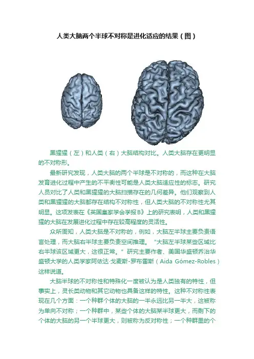 人类大脑两个半球不对称是进化适应的结果（图）