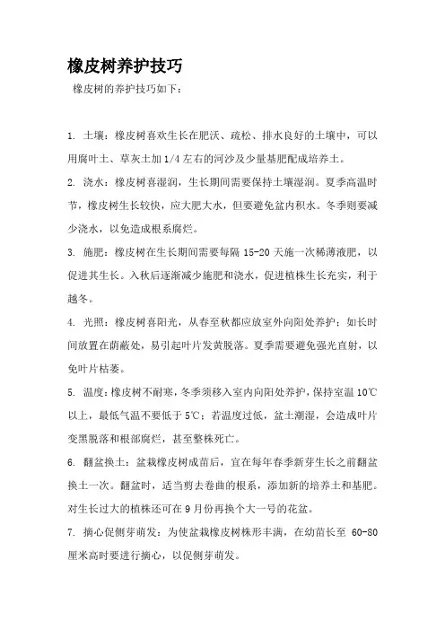 橡皮树养护技巧