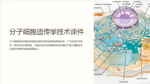 分子细胞遗传学技术课件
