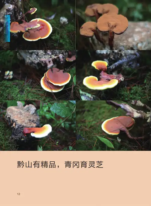 黔山有精品,青冈育灵芝