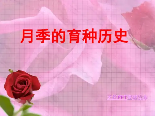 月季的育种历史