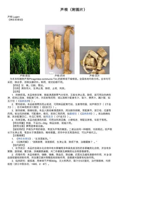 芦根（附图片）