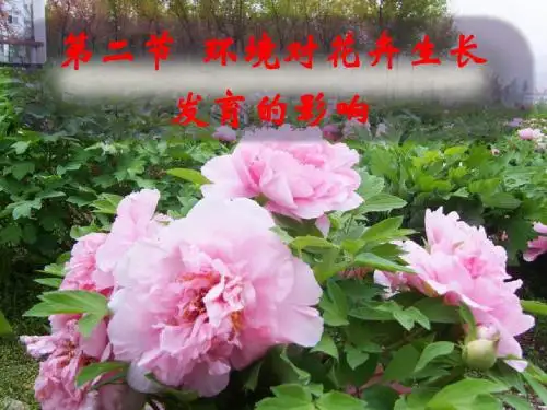 4 第三章 花卉的生长发育与环境