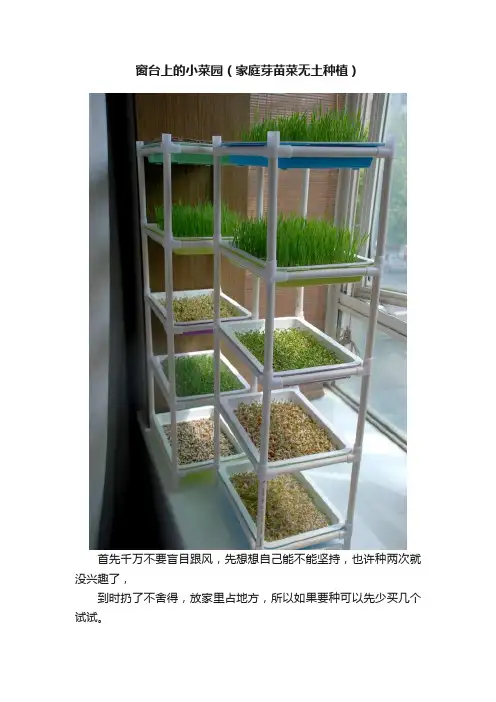 窗台上的小菜园（家庭芽苗菜无土种植）