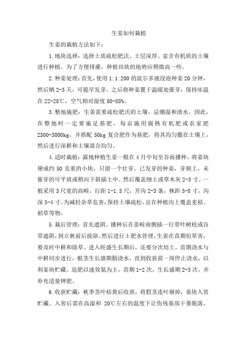 生姜如何栽植