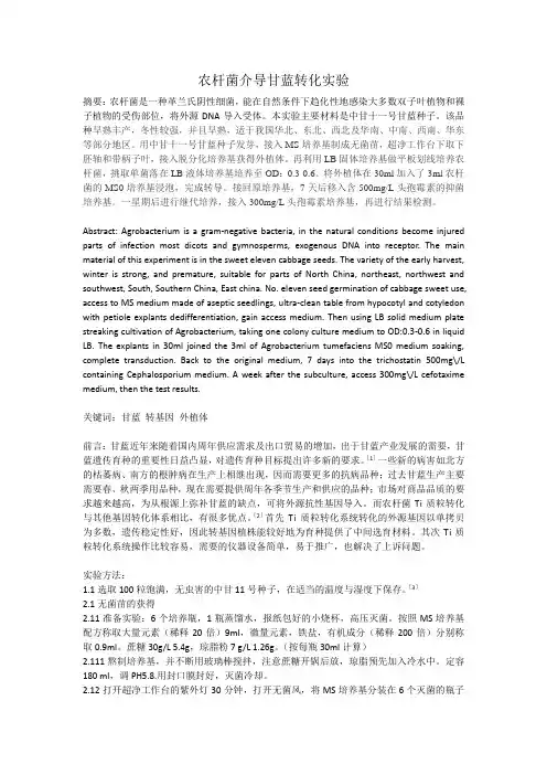 农杆菌介导甘蓝转化实验