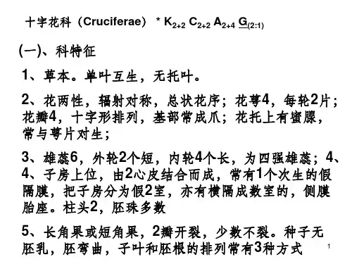 十字花科