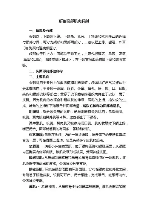 解剖面部肌肉解剖
