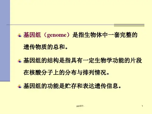基因组的结构和功能ppt课件