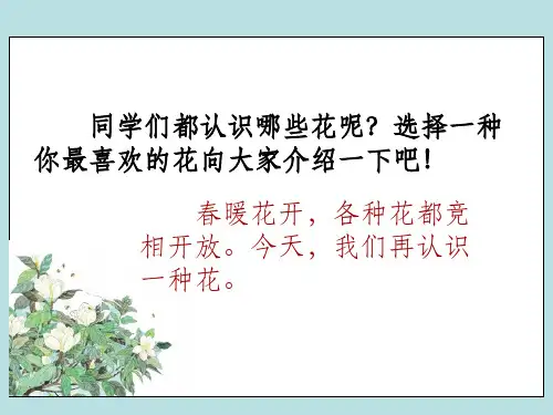 广玉兰ppt课件
