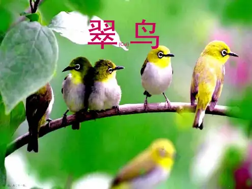 小学语文三年级下《翠鸟 》公开课件