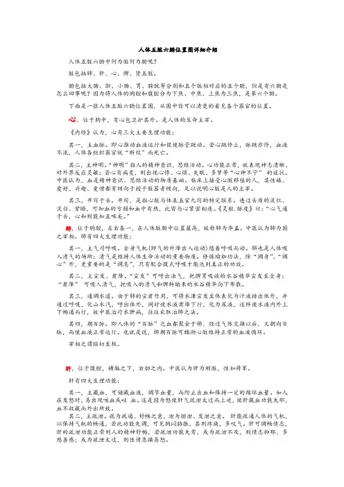 人体五脏六腑位置图详细介绍