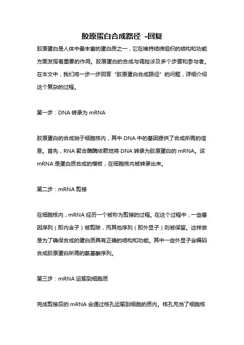胶原蛋白合成路径 -回复