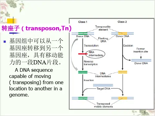 转座子和逆转座子PPT.