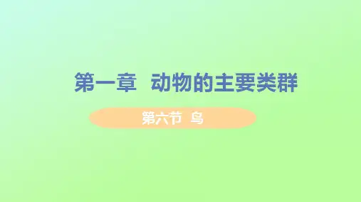八年级生物上册-物圈中的其他生物第一章动物的主要类群第六节鸟教学课件新版新人教版