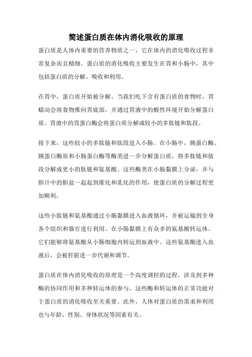 简述蛋白质在体内消化吸收的原理