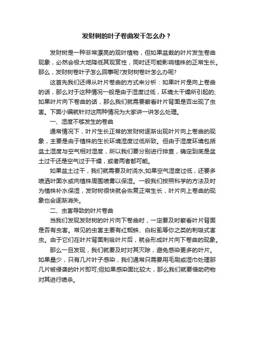 发财树的叶子卷曲发干怎么办？